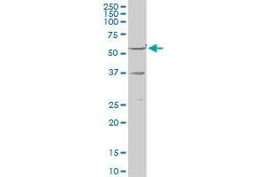 RXRG MaxPab rabbit polyclonal antibody.