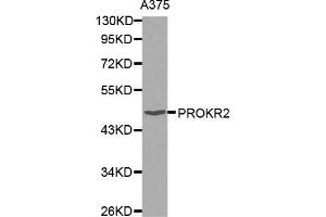 Western blot analysis of extracts of A375 cell line, using PROKR2 antibody.
