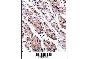 RUNX3 Antibody immunohistochemistry analysis in formalin fixed and paraffin embedded human stomach tissue followed by peroxidase conjugation of the secondary antibody and DAB staining.