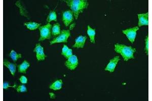 IF analysis of HSPA2 using anti-HSPA2 antibody (ABIN5692870). (HSPA2 anticorps  (C-Term))