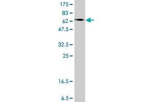 Western Blot detection against Immunogen (73.