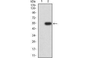 Western blot analysis using CD154 mAb against HEK293 (1) and CD154 (AA: extra 47-261)-hIgGFc transfected HEK293 (2) cell lysate. (CD40 Ligand anticorps  (AA 47-261))