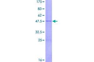 Image no. 1 for Interferon, omega 1 (IFNW) (AA 1-195) protein (GST tag) (ABIN1307508)