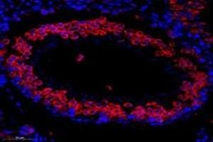 Immunofluorescent analysis of paraformaldehyde-fixed mouse testis using,TTC12 (ABIN7075869) at dilution of 1: 1000 (TTC12 anticorps)