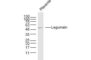 Mouse placenta lysates probed with Legumain Polyclonal Antibody, unconjugated  at 1:300 overnight at 4°C followed by a conjugated secondary antibody at 1:10000 for 90 minutes at 37°C.