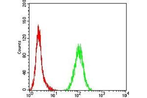 Flow cytometric analysis of Hela cells using TOP2A mouse mAb (green) and negative control (red).
