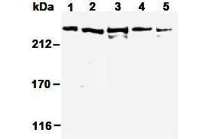 Western Blotting (WB) image for anti-Nuclear Mitotic Apparatus Protein 1 (NUMA1) antibody (ABIN1449239) (NUMA1 anticorps)