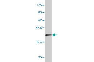 Western Blot detection against Immunogen (36.