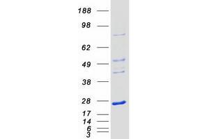 Validation with Western Blot