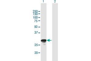 Western Blot analysis of RAB26 expression in transfected 293T cell line by RAB26 MaxPab polyclonal antibody. (RAB26 anticorps  (AA 1-256))