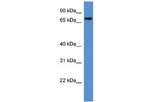 WB Suggested Anti-Angel1 Antibody Titration: 0. (ANGEL1 anticorps  (C-Term))