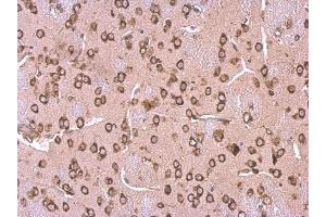 IHC-P Image LYRIC antibody [N2C3] detects LYRIC protein at cytosol on mouse fore brain by immunohistochemical analysis. (MTDH anticorps)