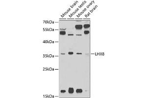 Western blot analysis of extracts of various cell lines, using LHX8 antibody (ABIN3022777, ABIN3022778, ABIN3022779 and ABIN6219224) at 1:1000 dilution. (LHX8 anticorps  (AA 1-220))