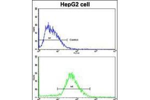 Flow cytometric analysis of HepG2 cells using H Cadherin (CDH13) Antibody (N-term)(bottom histogram) compared to a negative control cell (top histogram). (Cadherin 13 anticorps  (N-Term))