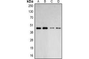 Western blot analysis of ARP2 expression in HepG2 (A), Hela (B), mouse lung (C), mouse brain (D) whole cell lysates. (ARPC1B anticorps)