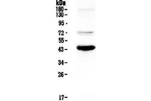 Western blot analysis of PAX5 using anti-PAX5 antibody . (PAX5 anticorps  (AA 217-282))