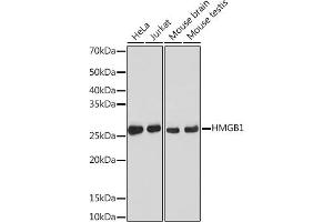 Western blot analysis of extracts of various cell lines, using HMGB1 antibody (ABIN7267648) at 1:1000 dilution. (HMGB1 anticorps)