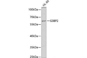Western blot analysis of extracts of HL-60 cells using G3BP2 Polyclonal Antibody at dilution of 1:1000. (G3BP2 anticorps)