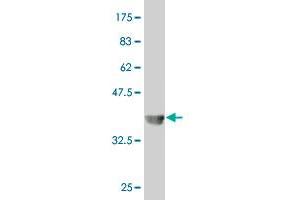 Western Blot detection against Immunogen (37 KDa) .