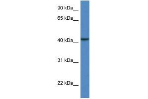 WB Suggested Anti-CAB39L Antibody Titration: 1. (CAB39L anticorps  (N-Term))