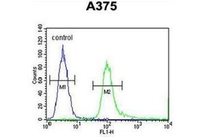 anti-Speedy Protein E3 (SPDYE3) (AA 85-114), (Middle Region) antibody