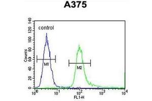 Flow cytometric analysis of A375 cells using SPDYE3 Antibody  (right histogram) compared to a negative control cell (left histogram). (SPDYE3 anticorps  (Middle Region))