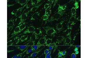 Immunofluorescence analysis of C6 cells using IDH3A Polyclonal Antibody at dilution of 1:100.