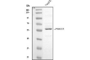anti-Flavin Containing Monooxygenase 5 (FMO5) (AA 77-90), (N-Term) antibody