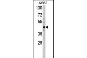 Western blot analysis of SET07 Antibody (C-term) (ABIN387993 and ABIN2845268) in K562 cell line lysates (35 μg/lane). (SETD8 anticorps  (C-Term))