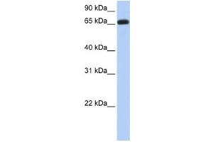 Western Blotting (WB) image for anti-Ectonucleoside Triphosphate diphosphohydrolase 7 (ENTPD7) antibody (ABIN2459295) (ENTPD7 anticorps)