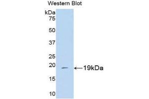 Western Blotting (WB) image for anti-Peptidylprolyl Isomerase A (Cyclophilin A) (PPIA) (AA 2-165) antibody (ABIN1077691) (PPIA anticorps  (AA 2-165))