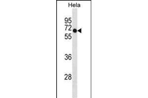 DEPDC7 Antibody (C-term) (ABIN1881258 and ABIN2838959) western blot analysis in Hela cell line lysates (35 μg/lane). (DEPDC7 anticorps  (C-Term))