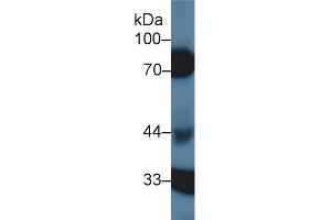 Western Blot; Sample: Porcine Kidney lysate; Primary Ab: 1µg/ml Rabbit Anti-Human HCII Antibody Second Ab: 0. (SERPIND1 anticorps  (AA 276-499))