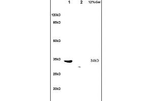L1 human colon carcinoma lysates L2 rat brain lysates probed with Anti TRADD Polyclonal Antibody, Unconjugated (ABIN673314) at 1:200 overnight at 4 °C.