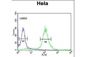 RFC5 Antibody (Center ) (ABIN389314 and ABIN2839435) flow cytometric analysis of Hela cells (right histogram) compared to a negative control cell (left histogram). (RFC5 anticorps  (AA 170-200))