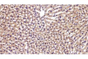 Detection of APOM in Mouse Liver Tissue using Polyclonal Antibody to Apolipoprotein M (APOM) (Apolipoprotein M anticorps  (AA 8-188))