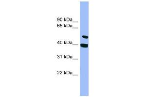 WB Suggested Anti-SMU1 Antibody Titration: 0. (SMU1 anticorps  (N-Term))