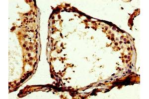 IHC image of ABIN7174089 diluted at 1:200 and staining in paraffin-embedded human testis tissue performed on a Leica BondTM system. (PTPN12 anticorps  (AA 539-714))