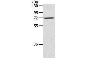 Western Blot analysis of TM4 cell using LTA4H Polyclonal Antibody at dilution of 1:300 (LTA4H anticorps)