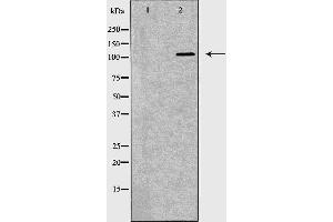 Western blot analysis of NCI-H460  lysate using TLR8 antibody.