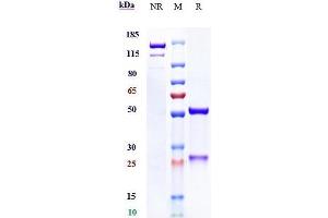 Anti-ERBB3 / HER3 Reference Antibody (seribantumab) on SDS-PAGE under reducing (R) condition.