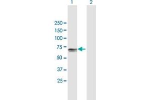 Western Blot analysis of PCK1 expression in transfected 293T cell line by PCK1 MaxPab polyclonal antibody. (PCK1 anticorps  (AA 1-622))