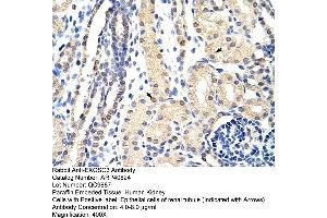 Rabbit Anti-EXOSC3 Antibody  Paraffin Embedded Tissue: Human Kidney Cellular Data: Epithelial cells of renal tubule Antibody Concentration: 4. (EXOSC3 anticorps  (C-Term))
