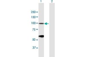 Western Blot analysis of BRD2 expression in transfected 293T cell line by BRD2 MaxPab polyclonal antibody. (BRD2 anticorps  (AA 1-801))