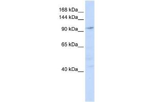 WB Suggested Anti-NOMO1 Antibody Titration: 0.