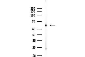 Western blot analysis of lysates from Rat brain, using GALTL Antibody at 1/1000 dilution.