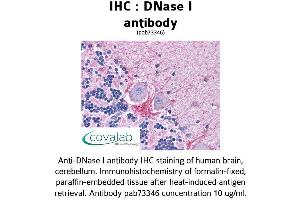 Image no. 1 for anti-Deoxyribonuclease I (DNASE1) (AA 1-252) antibody (ABIN1733719)