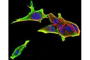 Immunofluorescence analysis of Hela cells using Rab13 mouse mAb (green). (RAB13 anticorps  (AA 66-200))