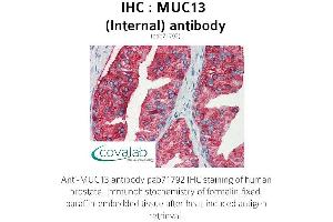 Image no. 1 for anti-Mucin 13, Cell Surface Associated (MUC13) (Internal Region) antibody (ABIN1737140) (MUC13 anticorps  (Internal Region))