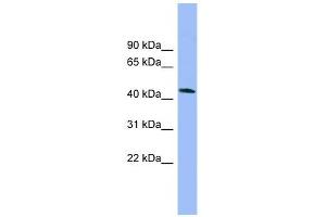 NECAB3 antibody used at 1 ug/ml to detect target protein. (NECAB3 anticorps  (N-Term))